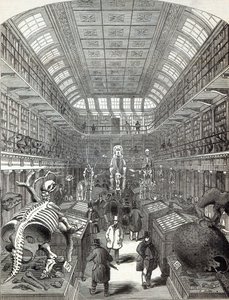 El Museo Hunterian, en el Royal College of Surgeons, de 