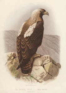 El águila imperial, Aquila Imperialis (litografía en color)
