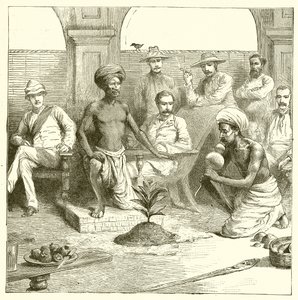 El truco de la planta india de English School