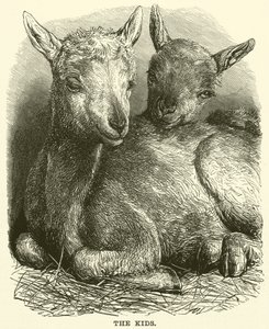 Los niños (grabado) de English School