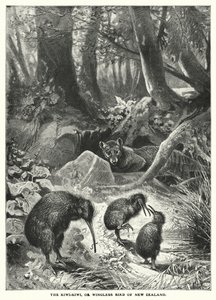 El Kiwi-Kiwi, o ave sin alas de Nueva Zelanda (grabado) de English School