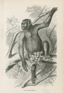 El Kooloo-Kamba