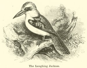 El kookaburra risueño de English School