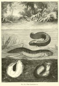 La lepidosirena de English School
