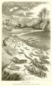 La langosta de English School