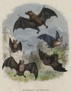 El murciélago de Madagascar y otros murciélagos de English School