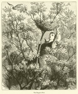 El nido de la urraca (grabado) de English School