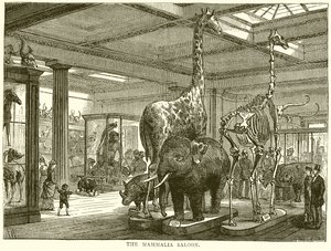 El Salón de los Mamíferos de English School