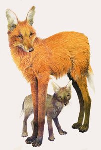 El lobo de crin, encontrado en Sudamérica de English School