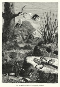 Las metamorfosis de Anthophora personata de English School