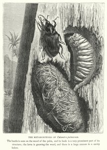 Las metamorfosis de Calandra palmarum (grabado)