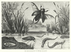 Las metamorfosis de Dytiscus marginalis
