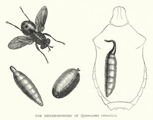 Las metamorfosis de Gymnosoma rotundata