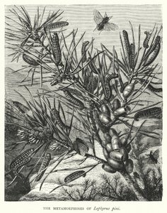 Las metamorfosis de Lophyrus pini (grabado)