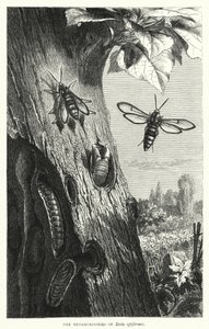 Las metamorfosis de Sesia apiformis de English School