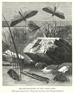 Las metamorfosis de las moscas caddis, Phryganea flavicornis, Phryganea rhombica y Phryganea fusca (grabado) de English School