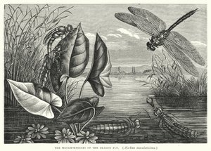 Las metamorfosis de la mosca dragón, Aeschna maculatissima (grabado) de English School