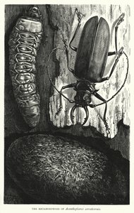 La metamorfosis de Acanthophorus serraticornis (grabado) de English School