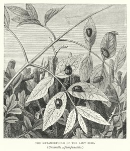 La metamorfosis de la mariquita, Coccinella septempunctata (grabado)
