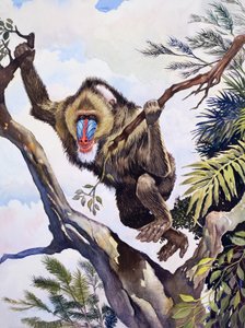 El pastor mono, de "Maravillas de la Naturaleza".