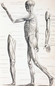 Los Músculos del Cuerpo Humano, c.1890
