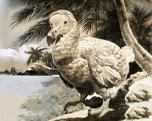 El pájaro misterioso de Mauricio (El Dodo) de English School