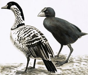 El Ne-Ne o Ganso Hawaiano y el pájaro Takahe de English School