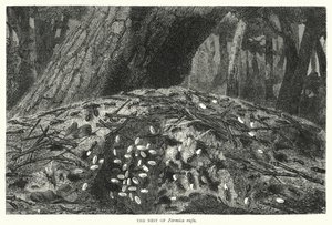 El nido de Formica rufa (grabado)