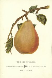 El Nonpareil