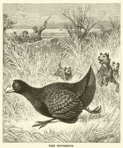 El Notornis (grabado) de English School
