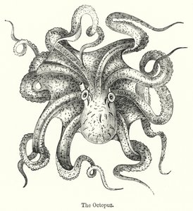 El pulpo de English School
