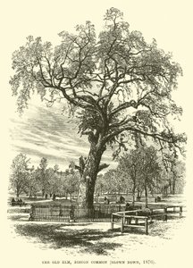 El Viejo Olmo, Boston Common, derribado en 1876 de English School