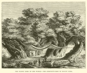 El Árbol más Viejo del Mundo, el Castaño del Monte Etna de English School