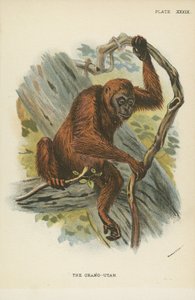 El orangután de English School