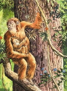 El orangután