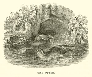La nutria (grabado)