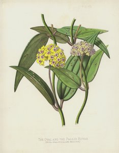 Las Hoyas ovaladas y pálidas, Hoya Ovalifolia y Pallida de English School