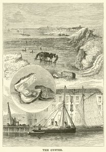 La ostra (grabado)