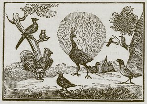 El pavo real y la urraca (grabado) de English School