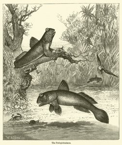 El Periophthalmus (grabado) de English School