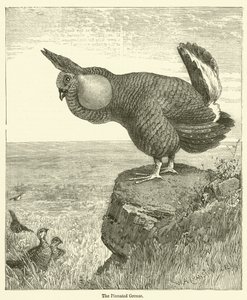 El urogallo pinnado de English School