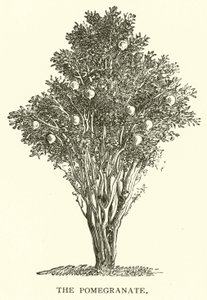 La Granada