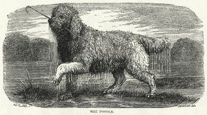 El Caniche (grabado) de English School