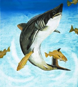 El marrajo, un tipo de tiburón de English School
