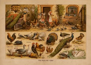 The Poultry Yard (litografía en color)