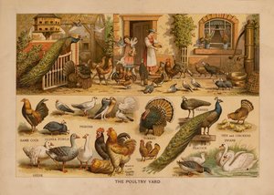 The Poultry Yard (litografía en color)