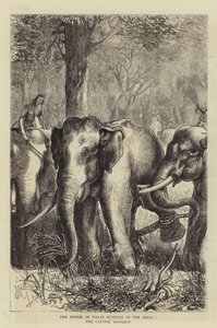 El Príncipe de Gales cazando en el Terai, el monarca cautivo de English School