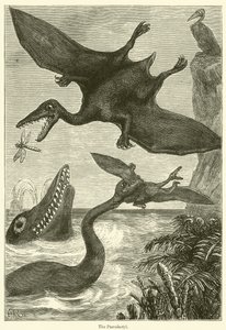 El pterodáctilo (grabado) de English School