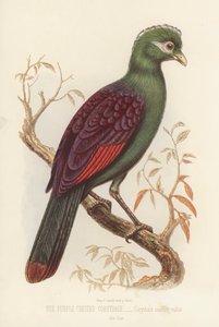 Corythaix Macrorhynchus (litografía en color)