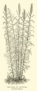 Caña de Palestina, Arundo donax de English School